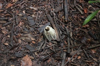 Cordyceps mushrooms sprouting from forest floor debris, highlighting their unique shape.