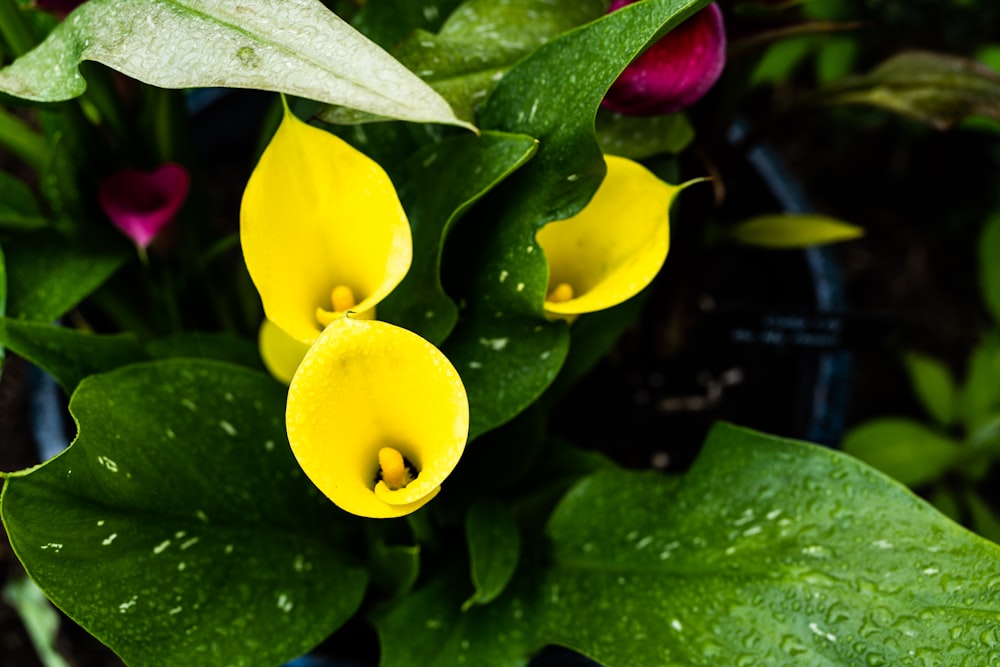 a group of yellow flowers with green leaves