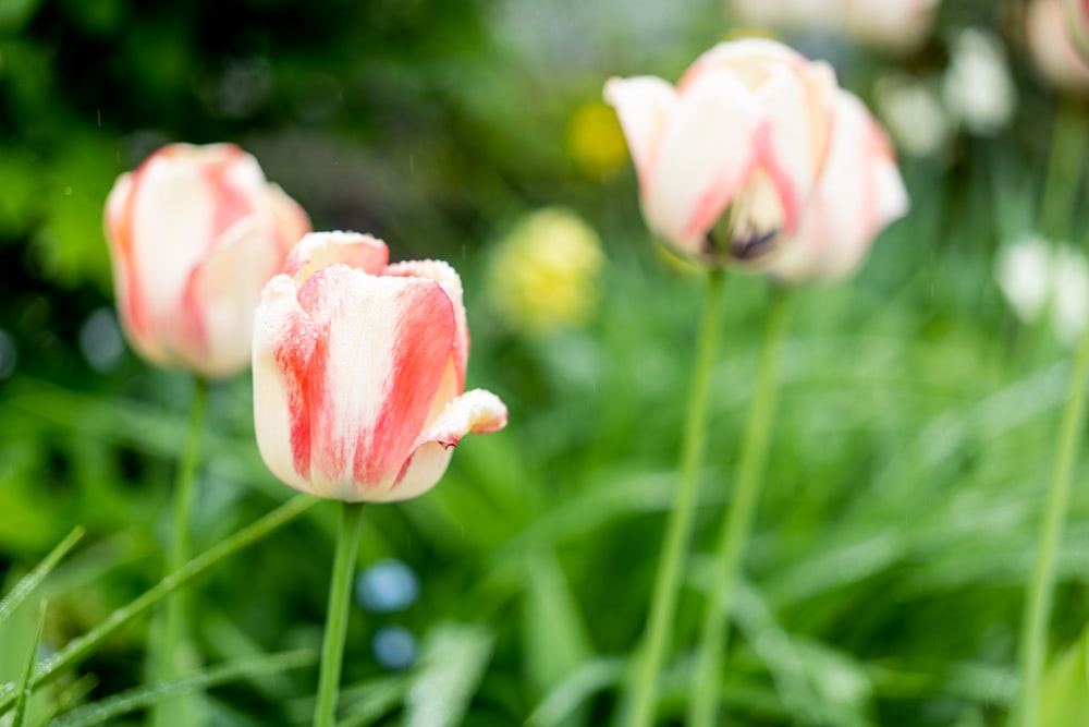 a group of pink and white tulips in a garden