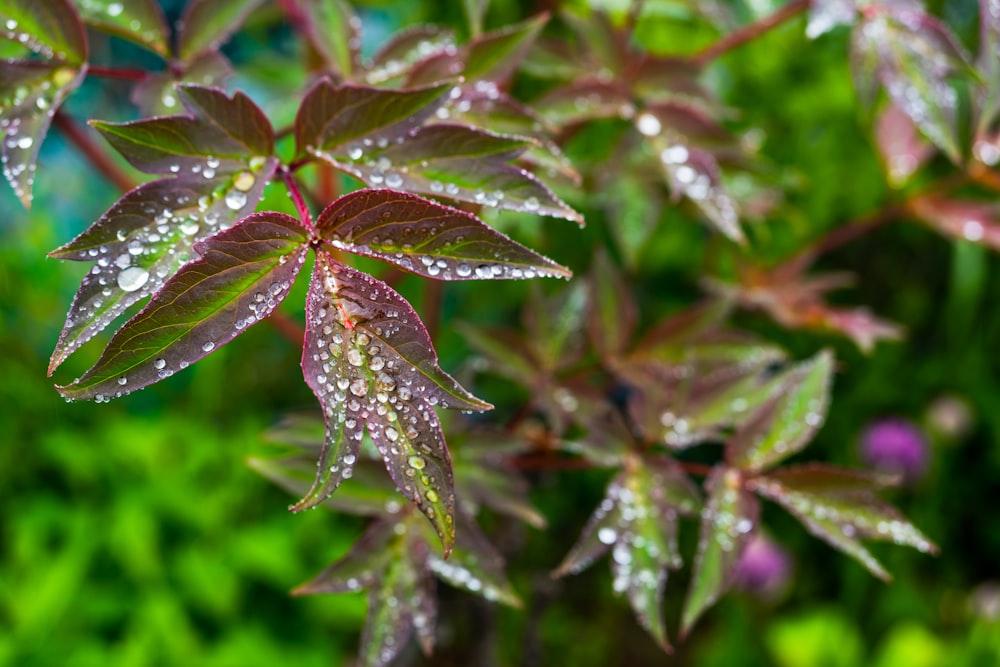 a close up of a plant with water droplets on it