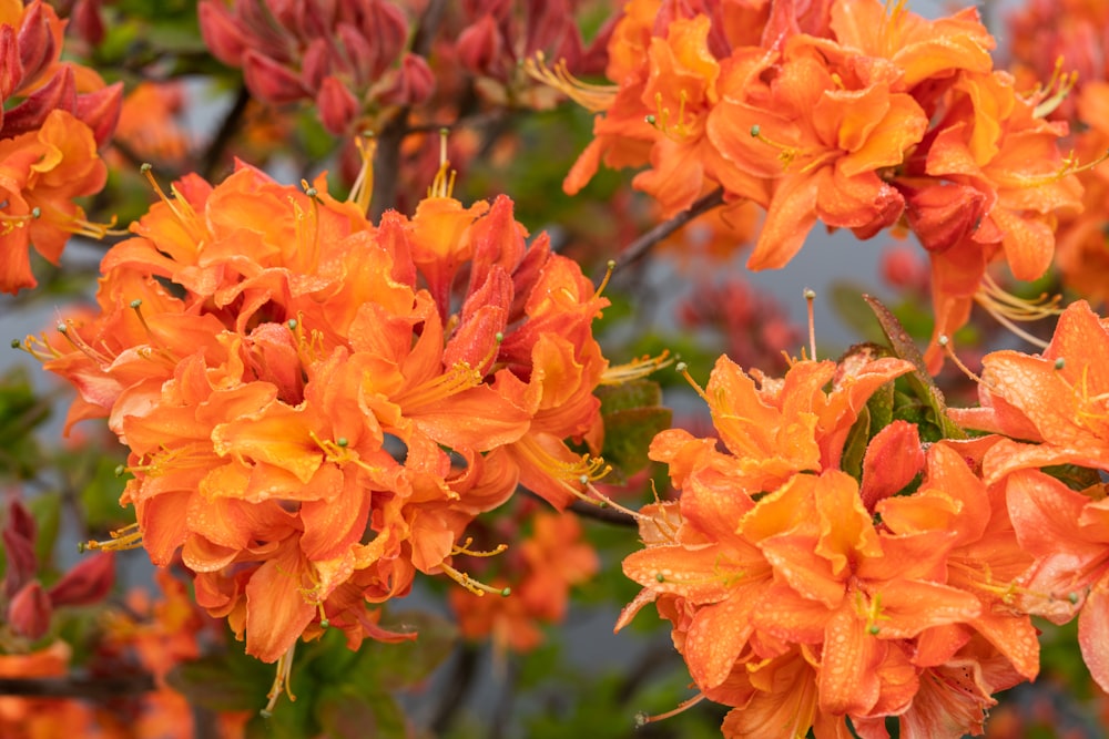 ein Strauß orangefarbener Blumen, die an einem Baum sind