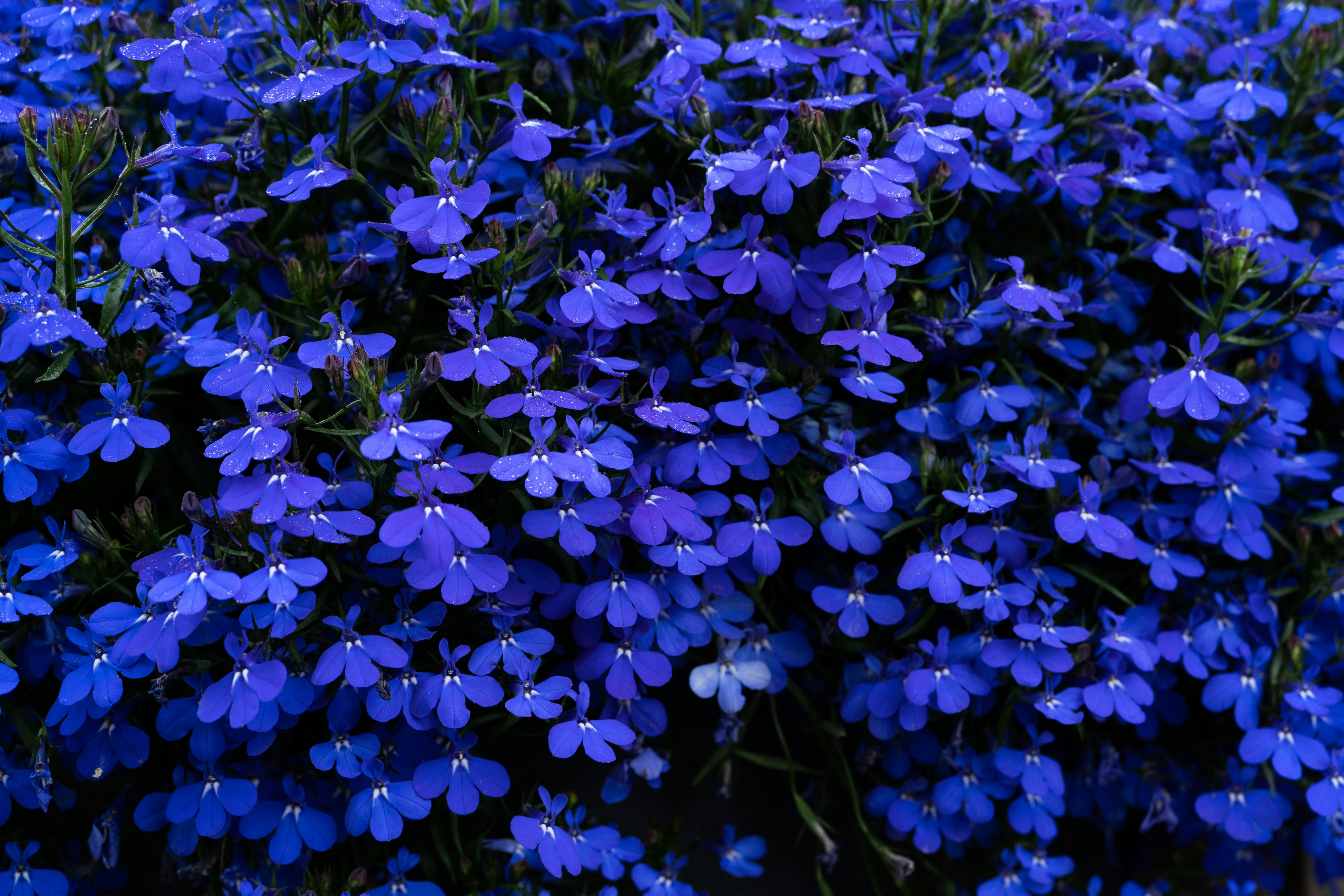 a bunch of blue flowers that are next to each other