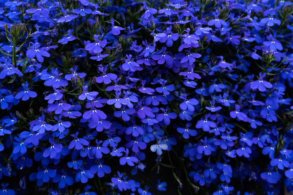 un mazzo di fiori blu che sono uno accanto all'altro