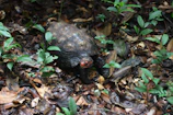 A vibrant Eastern box turtle slowly crossing a sunlit forest floor.
