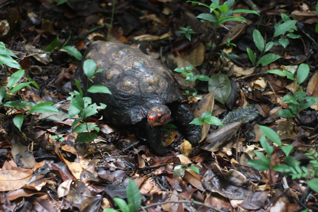 A vibrant Eastern box turtle slowly crossing a sunlit forest floor.