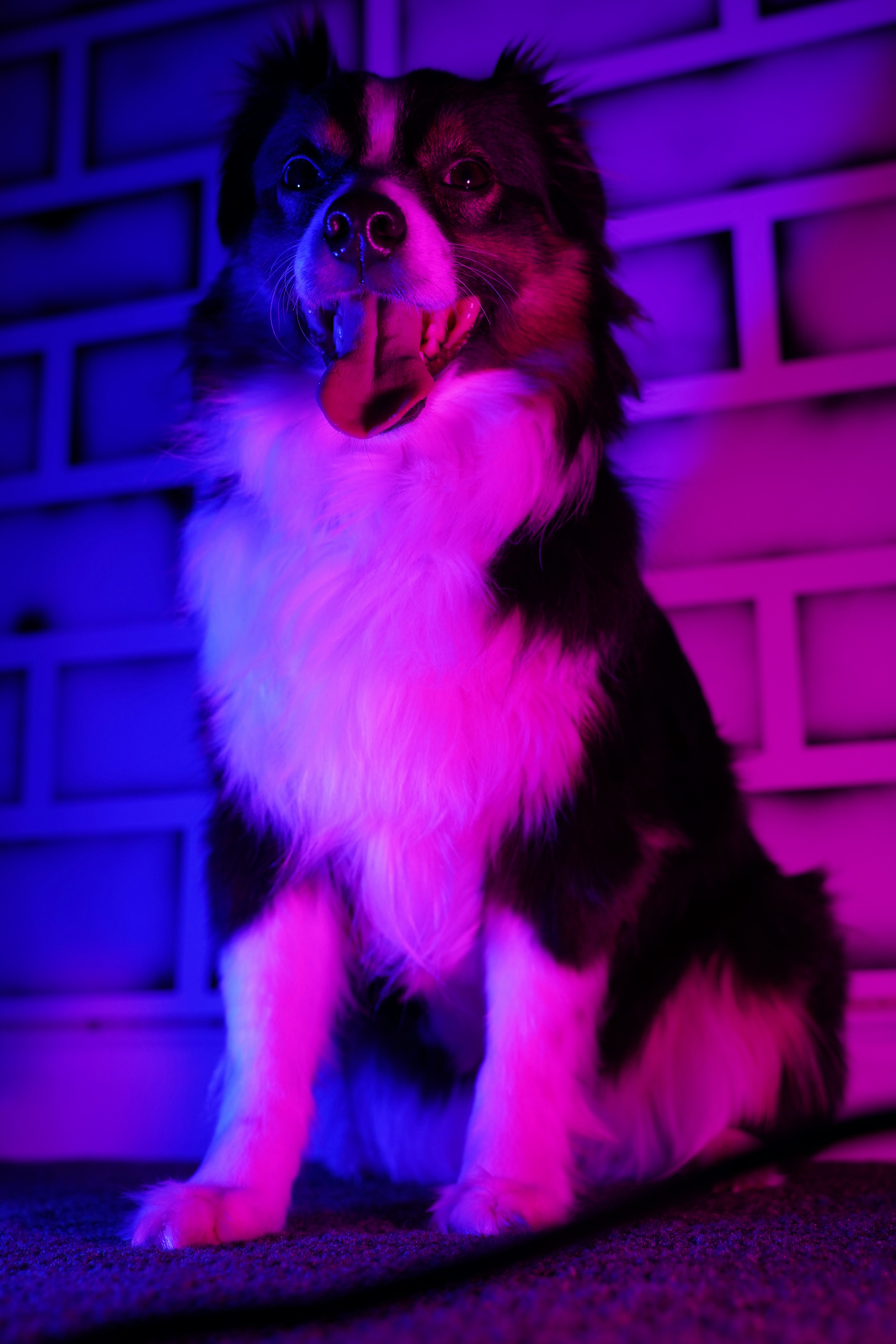 Un cane bianco e nero seduto davanti a una luce viola