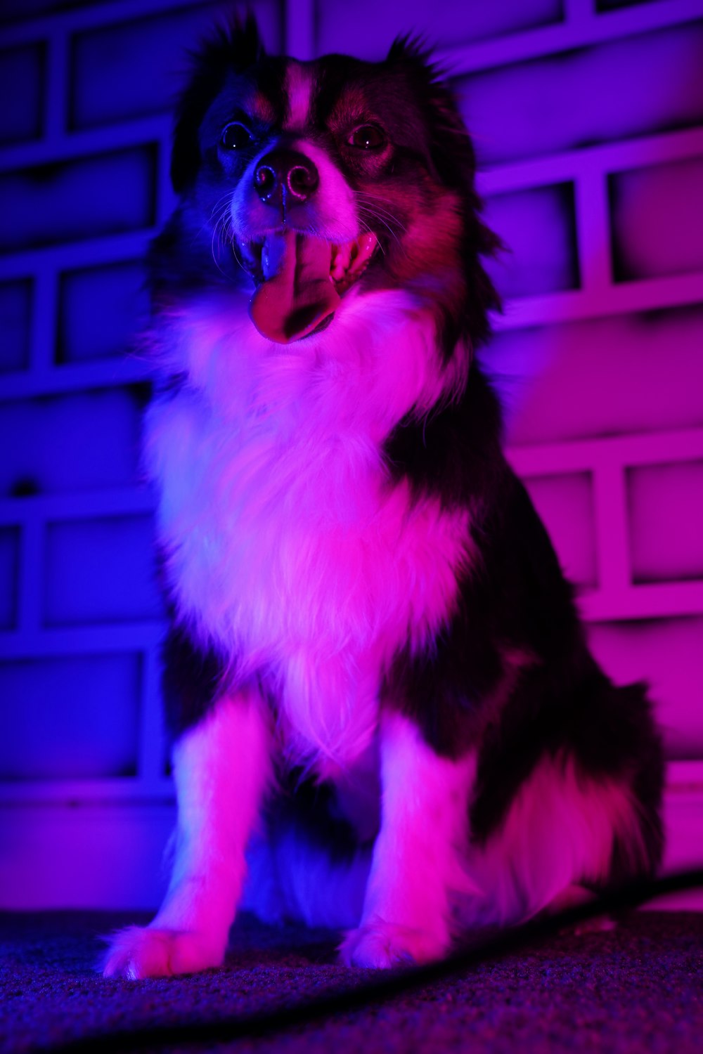 a black and white dog sitting in front of a purple light