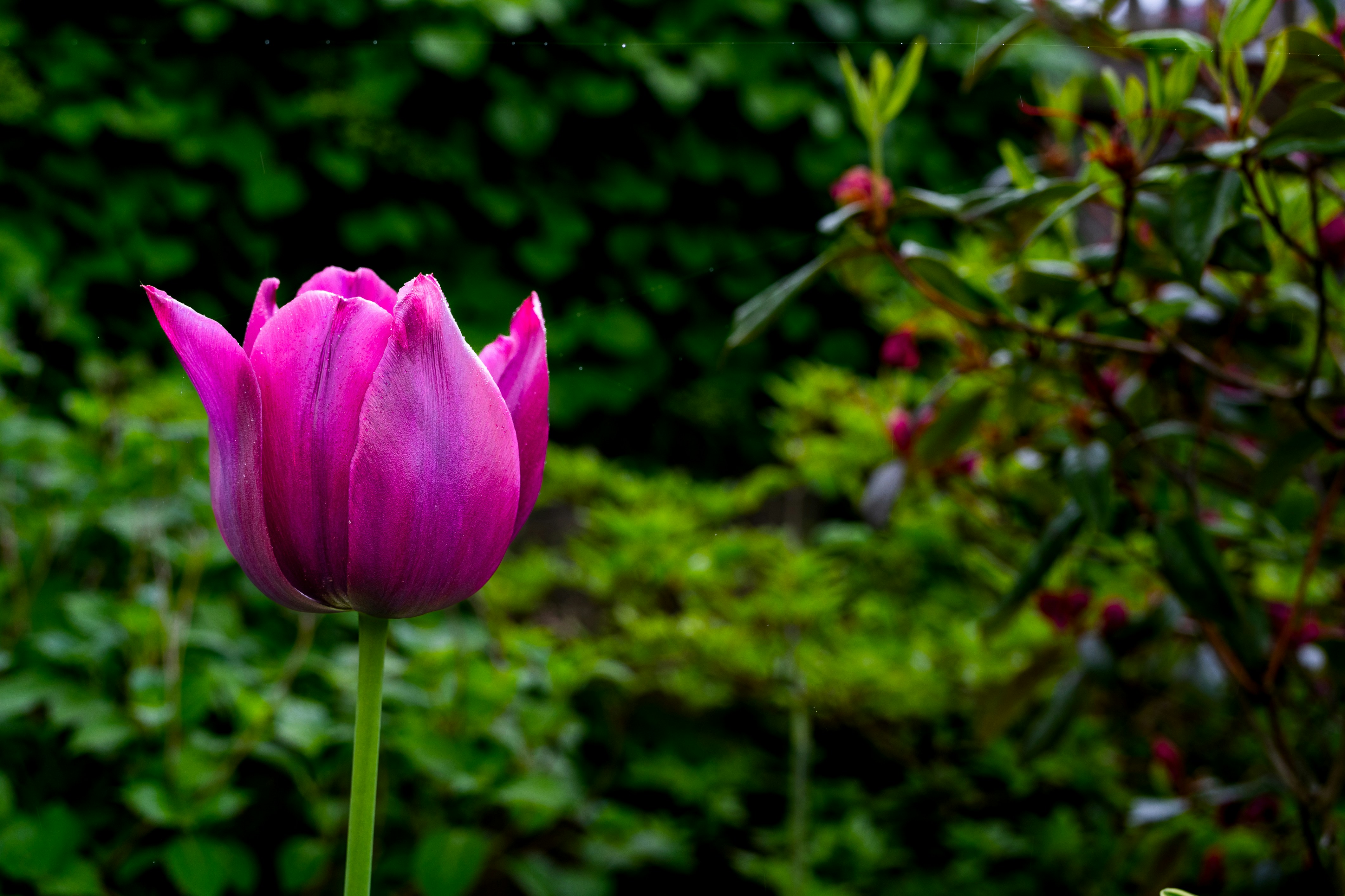 a purple flower is in the foreground with a green background