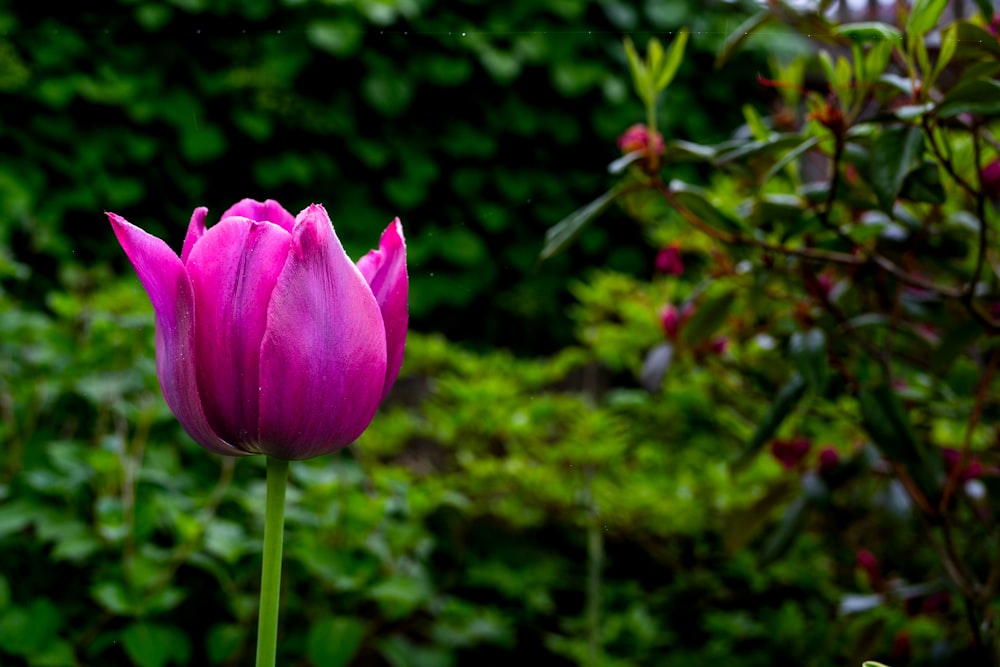 a purple flower is in the foreground with a green background