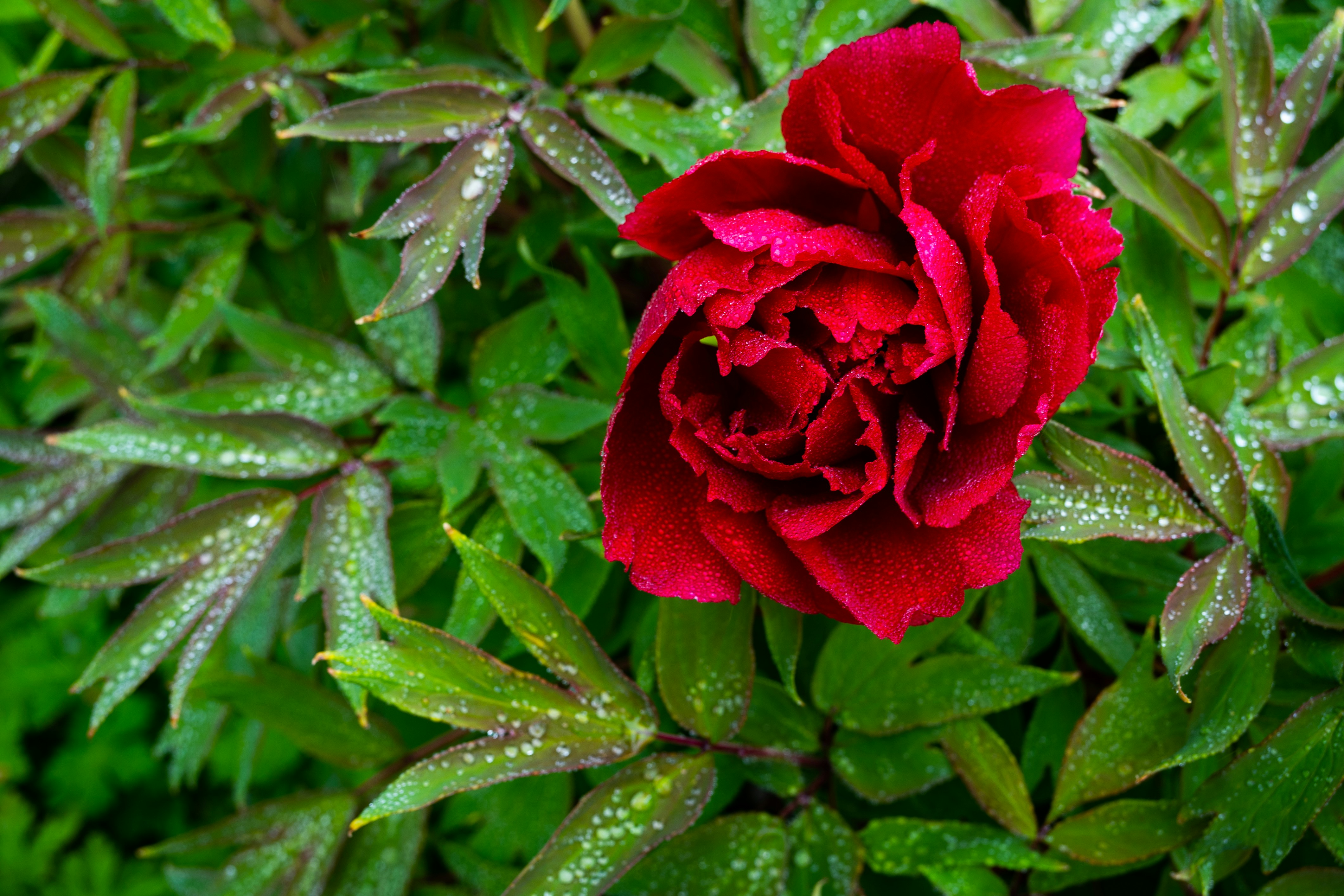 a red rose with water droplets on it's petals