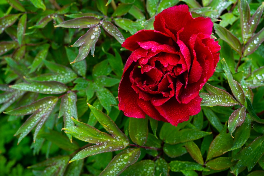 a red rose with water droplets on it's petals