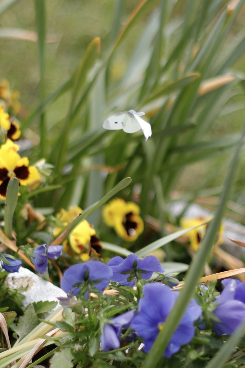 a bunch of flowers that are in the grass