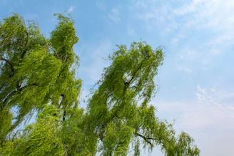 Two tall willow trees casting cool shade on a sunny summer day