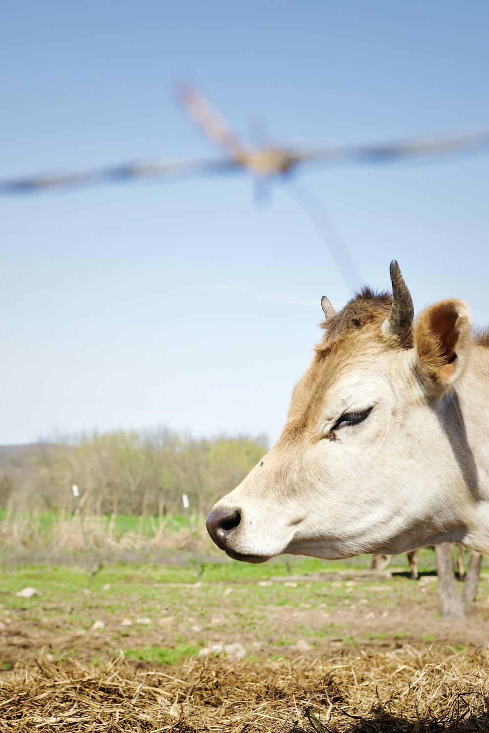 a cow standing in a field behind a barbed wire fence