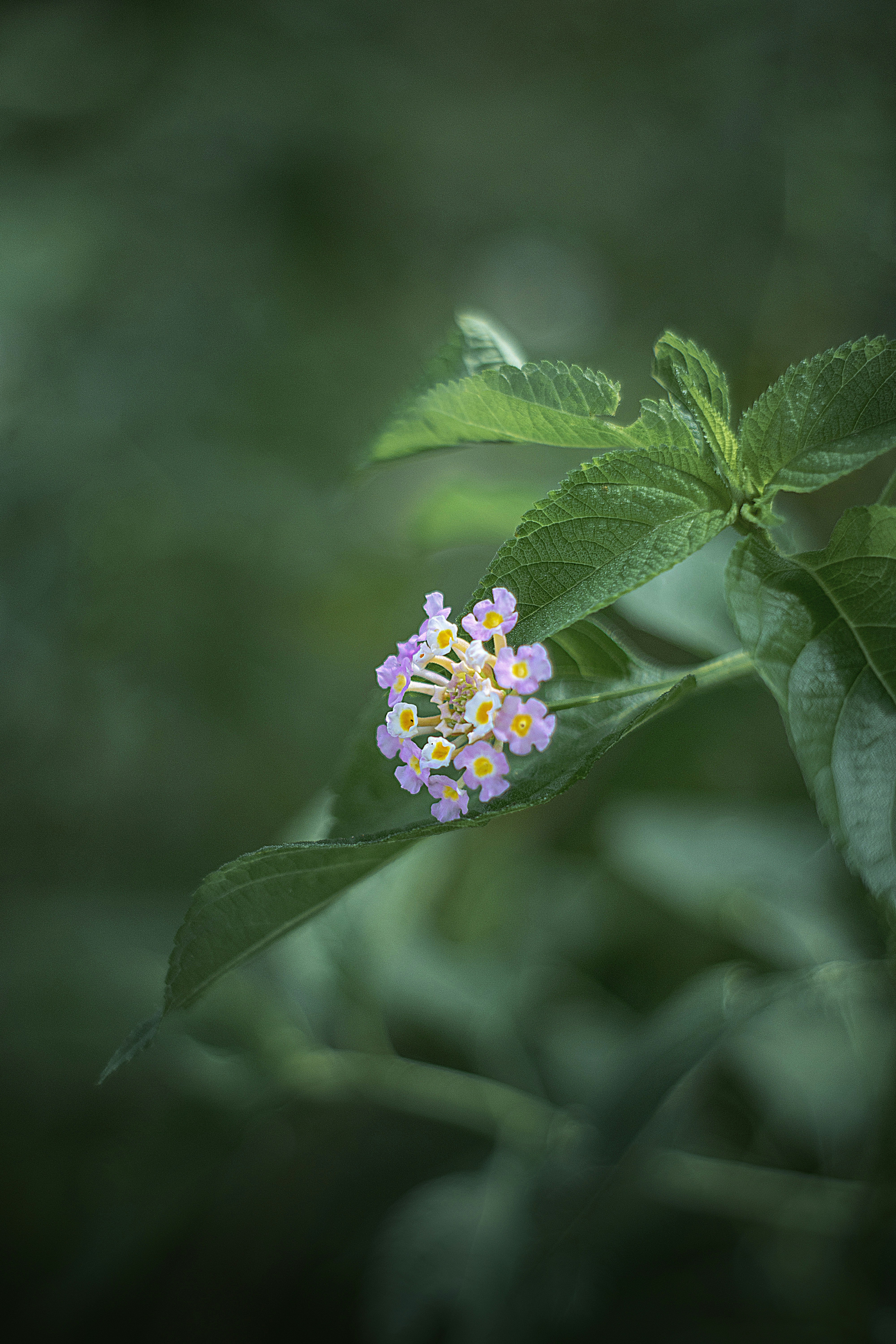 Photo by tarikulxraana