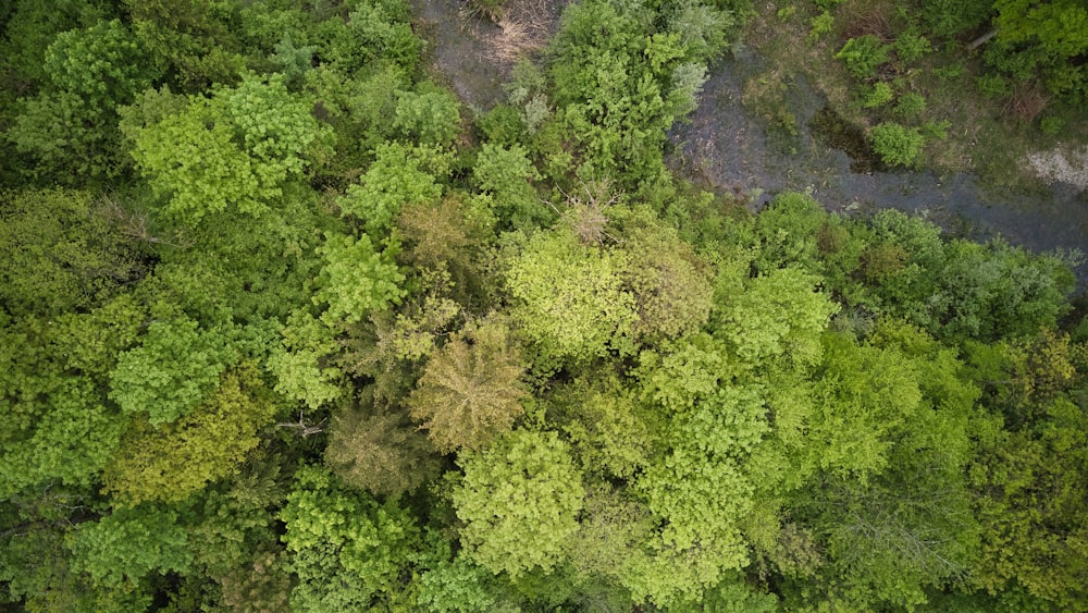 an aerial view of a forest with a river running through it