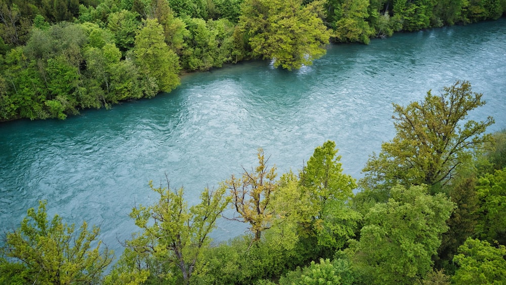 a river running through a lush green forest