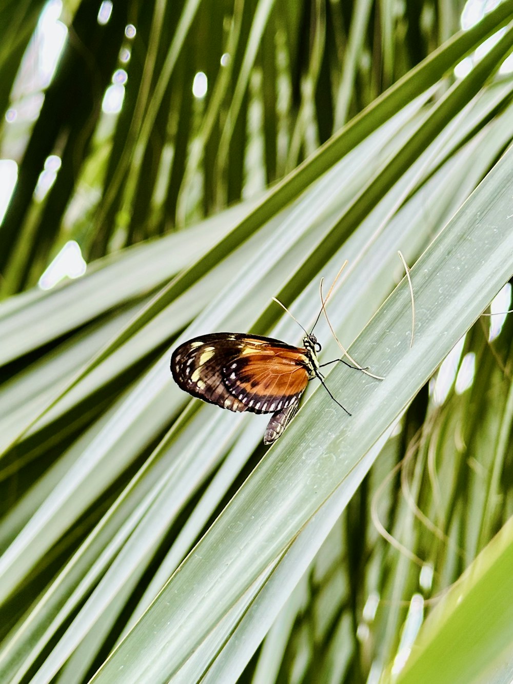 a butterfly sitting on top of a green leaf