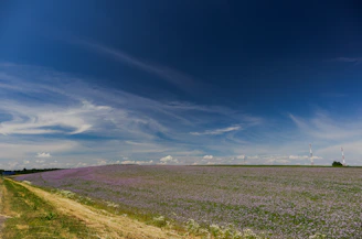 Wide shot of a field with rows of purple eggplants growing under a gentle sky