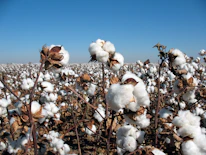 A vibrant field of organic cotton plants stretching under a clear blue sky.