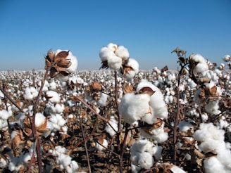 A vast field of cotton plants, with fluffy white cotton bolls on brown stems with dried leaves. The bright blue sky in the background accentuates the white cotton. The field extends far into the horizon.