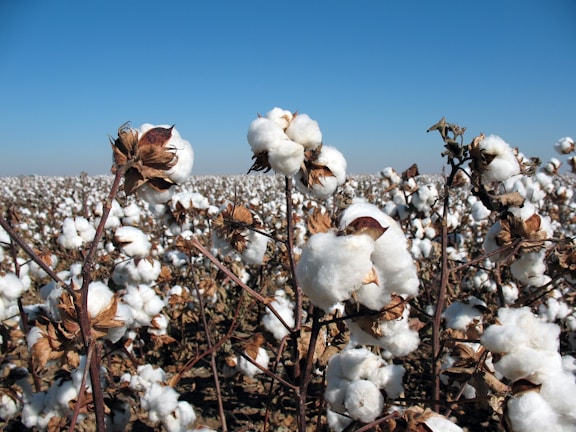 A vast field of cotton plants, with fluffy white cotton bolls on brown stems with dried leaves. The bright blue sky in the background accentuates the white cotton. The field extends far into the horizon.