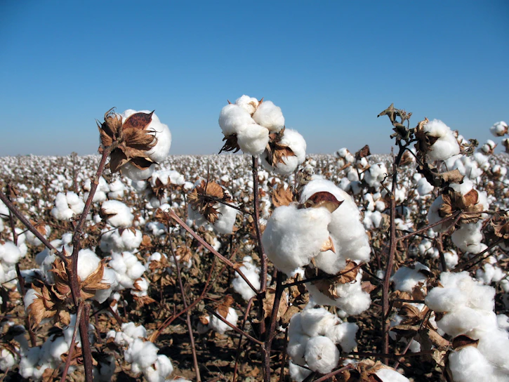 A vibrant cotton field ready for harvesting under a clear blue sky.