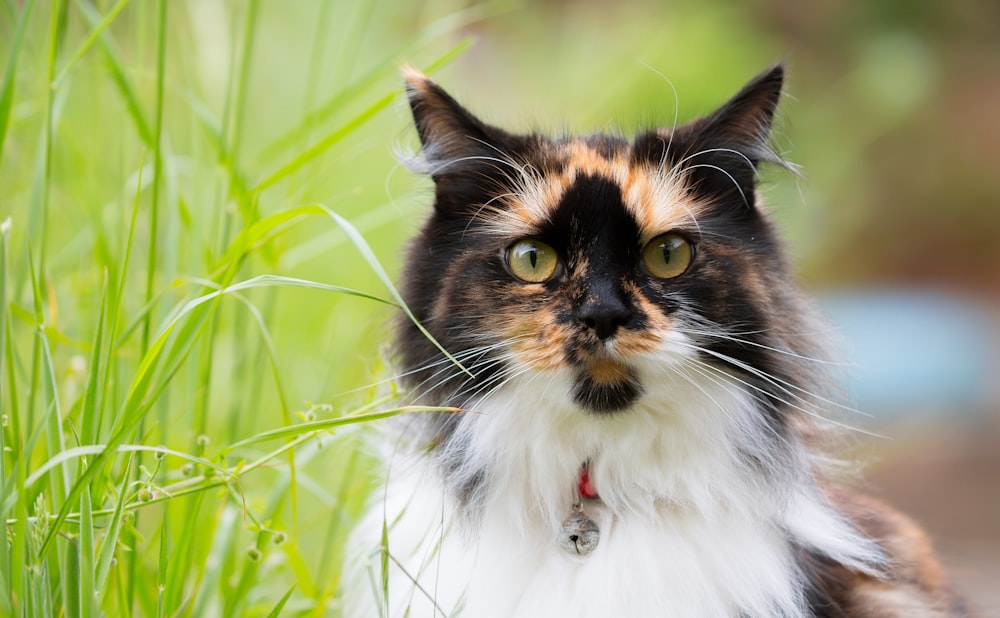 um gato calico sentado na grama olhando para a câmera