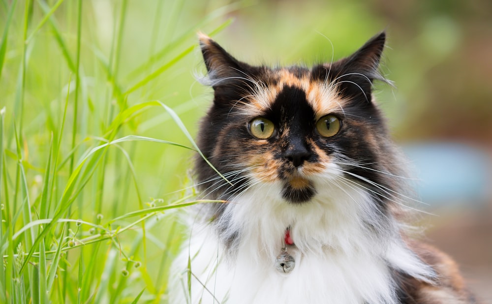 a calico cat sitting in the grass looking at the camera