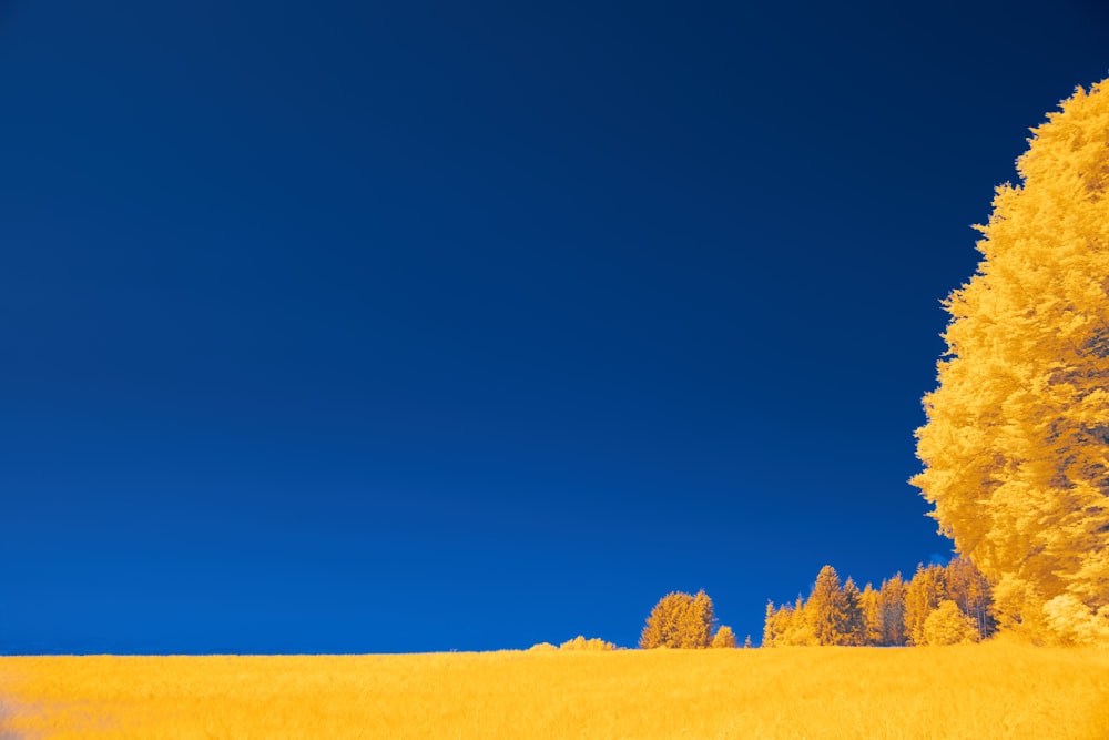 a yellow field with trees in the background