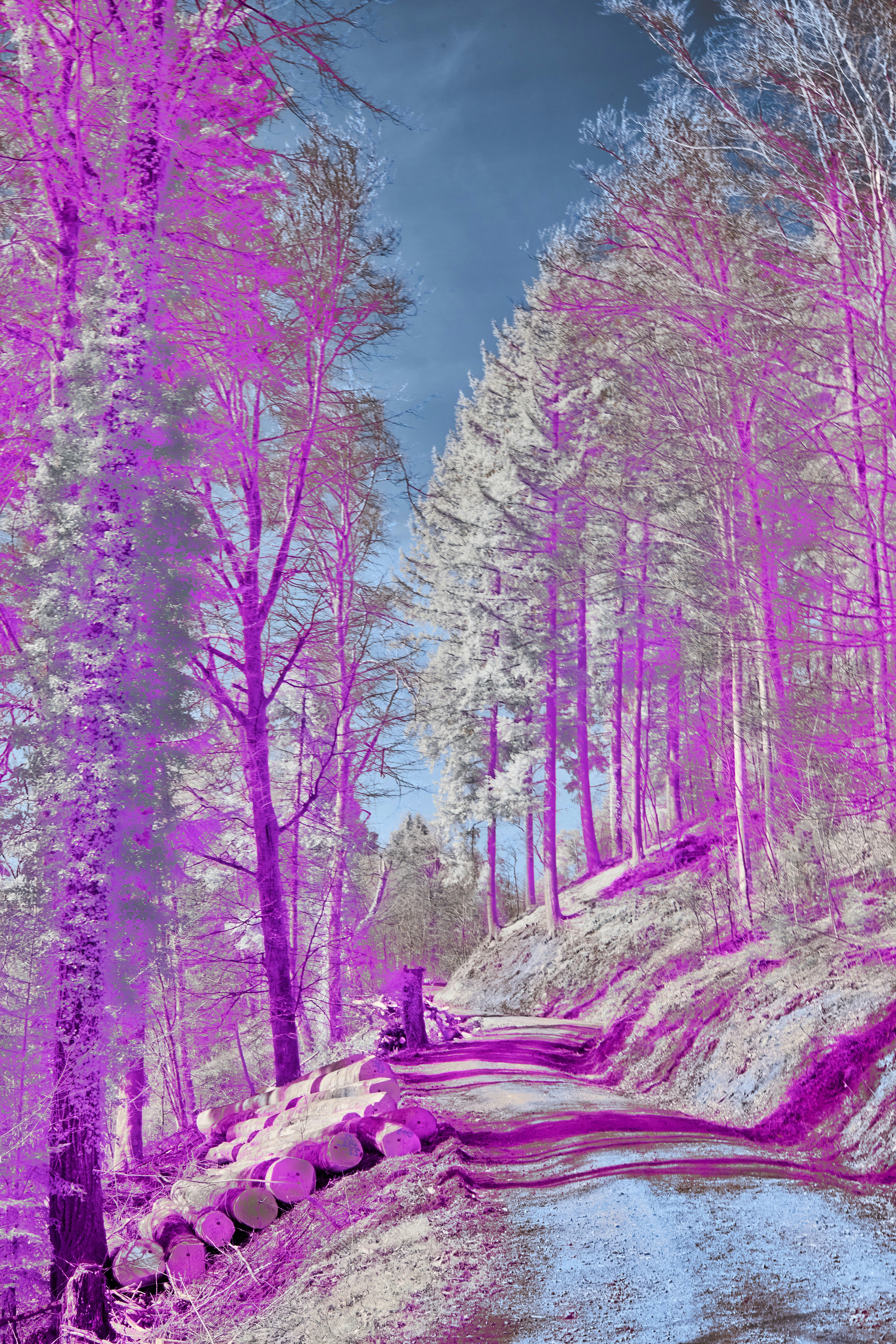 Photo by wolfgang_hasselmann