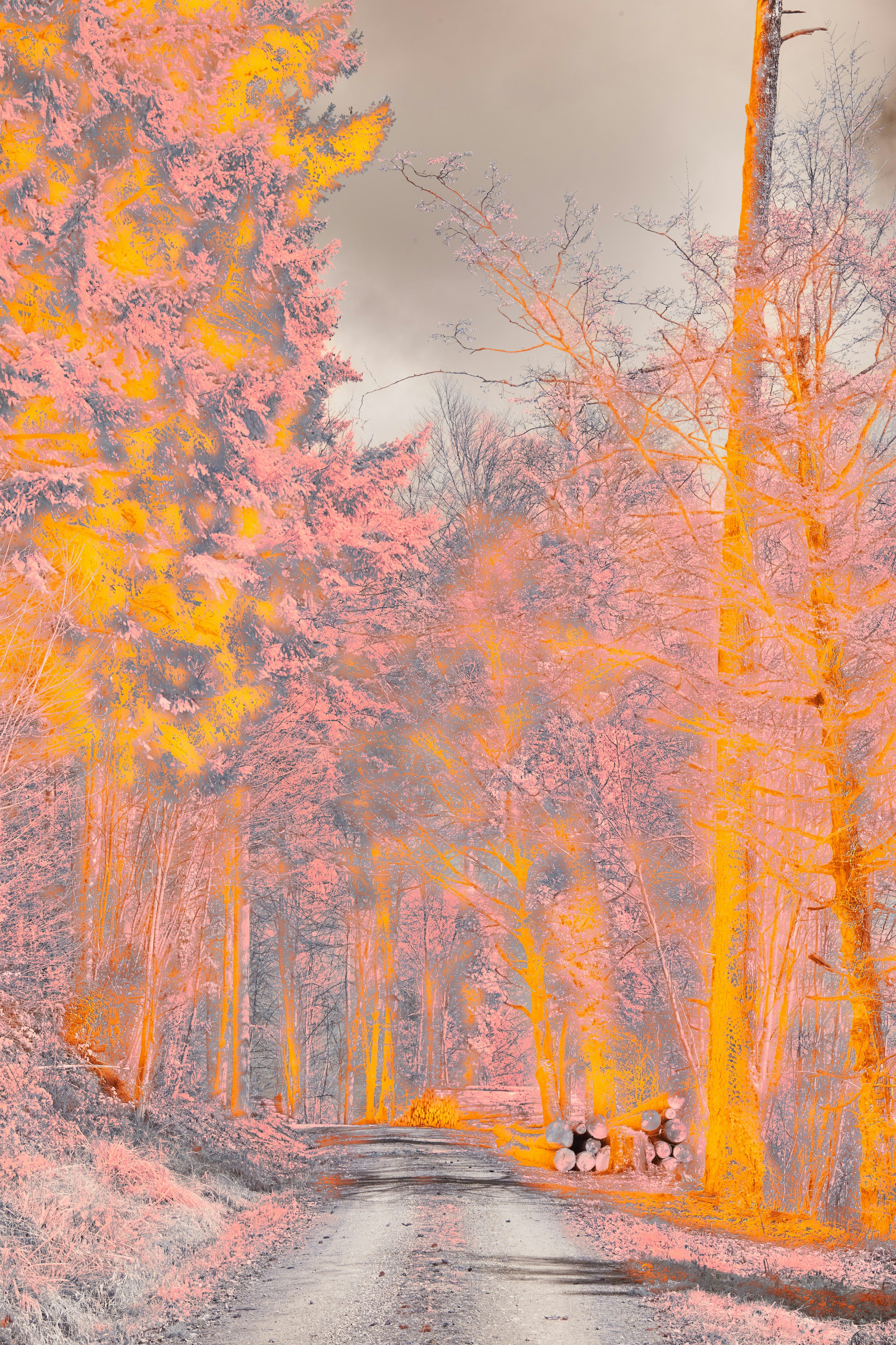 Photo by wolfgang_hasselmann