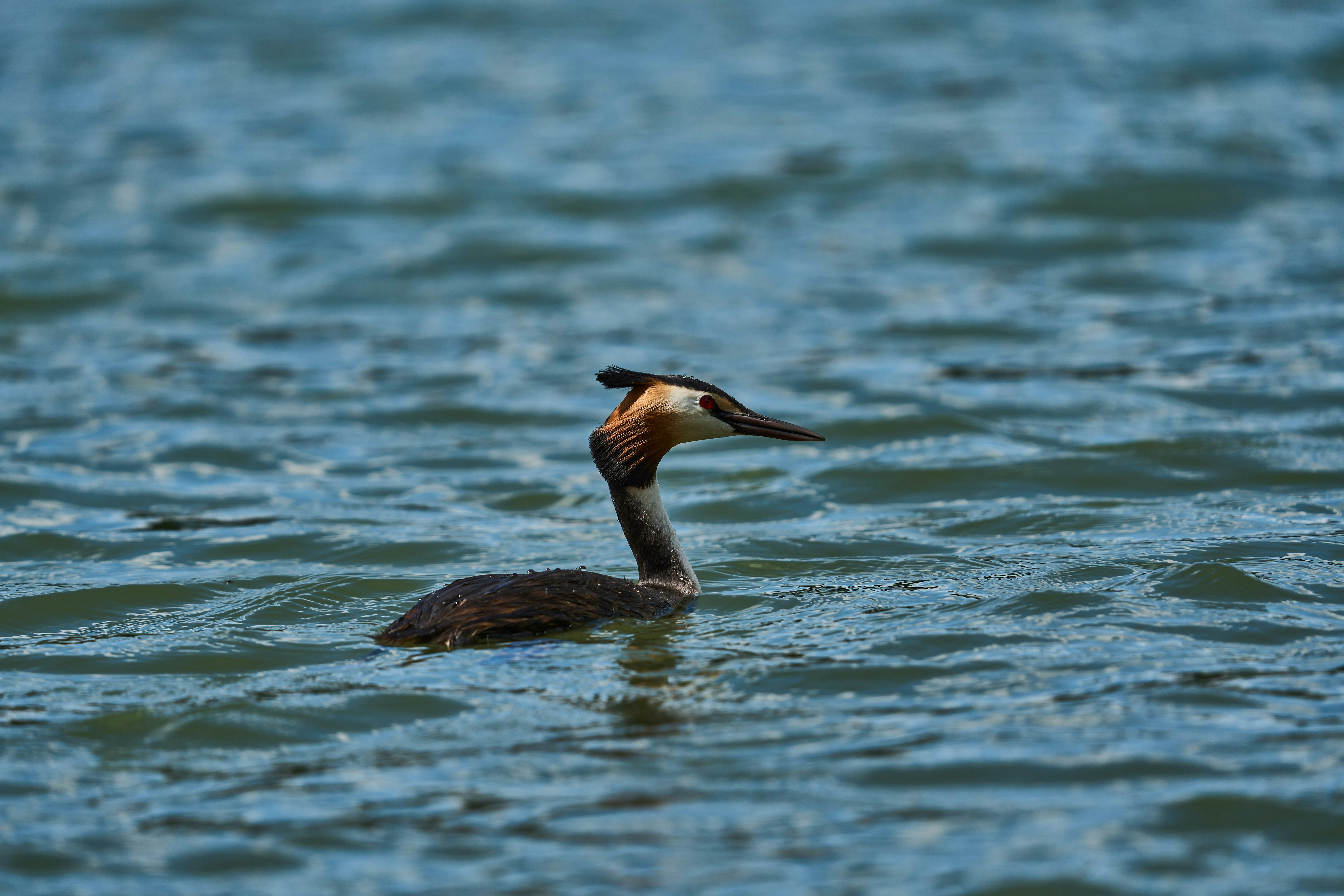 Photo by wolfgang_hasselmann