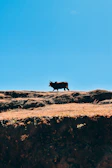 A Simmental Fleckvieh bull standing proudly against a backdrop of rolling hills.