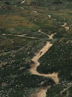 A winding trail surrounded by lush trees and wildflowers in the Veredas region.