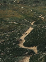 A winding dirt path lined with wildflowers, inviting travelers forward on their journey.