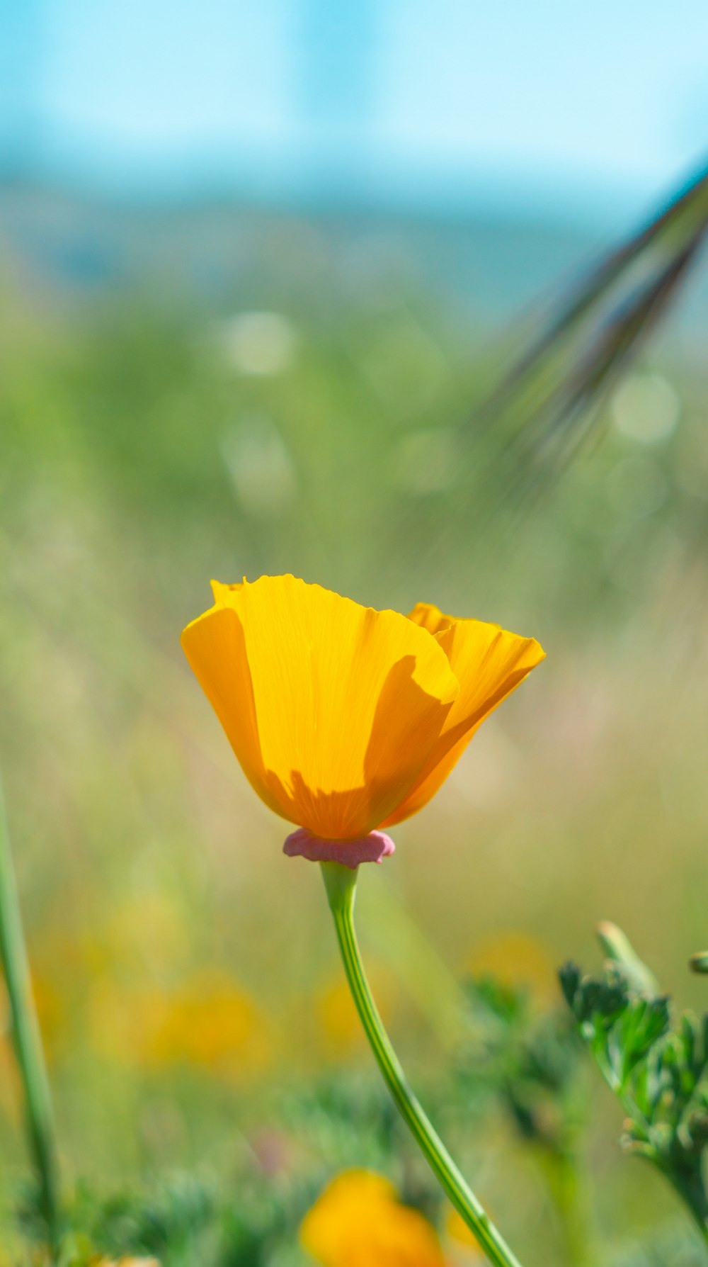 a single yellow flower in a field of flowers