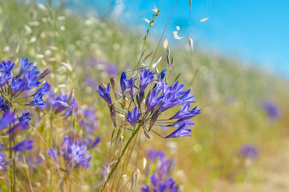 a field of purple flowers with a blue sky in the background