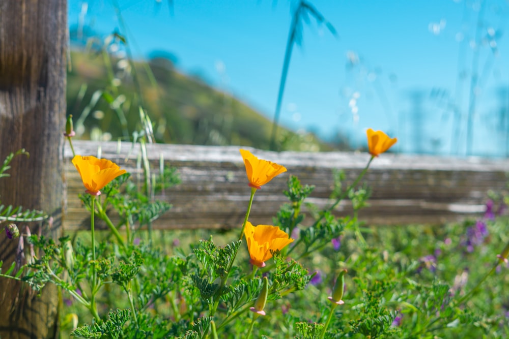 a group of yellow flowers sitting on top of a lush green field