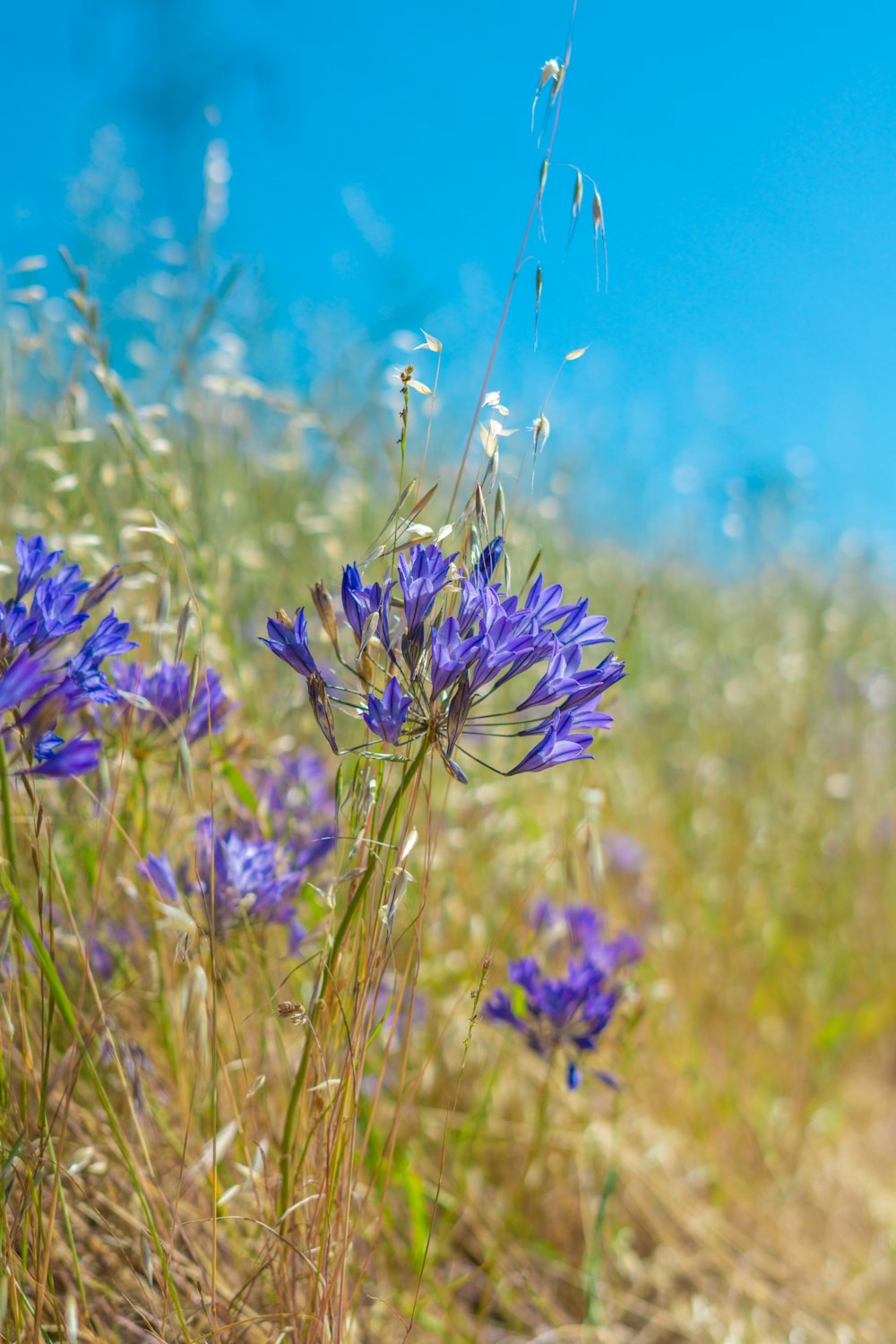 a bunch of flowers that are in the grass