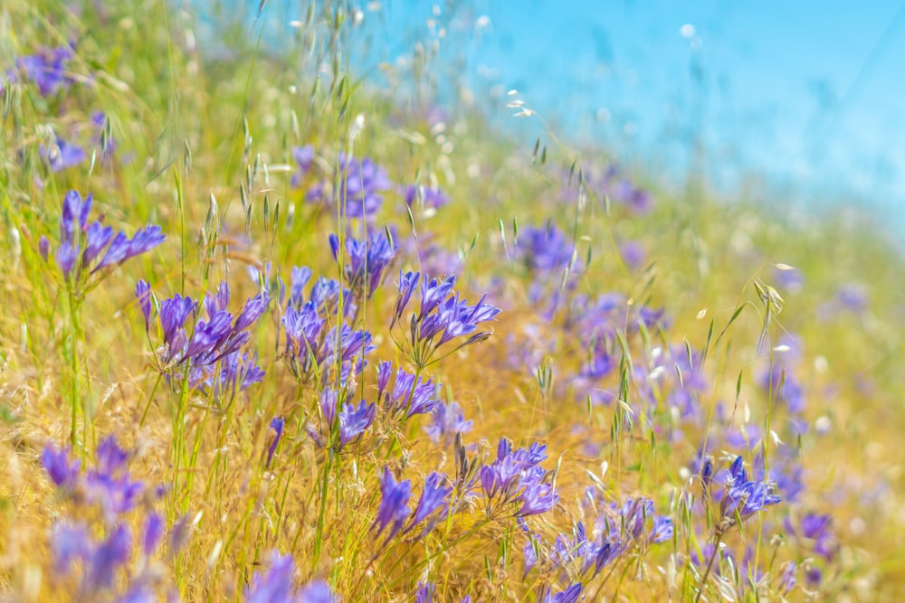 a bunch of purple flowers that are in the grass