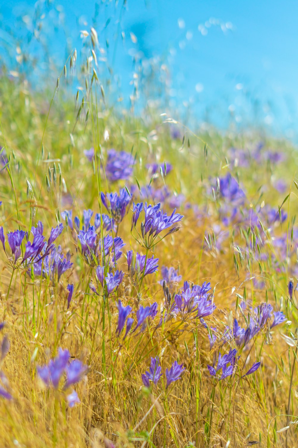 晴れた日の紫色の花でいっぱいの野原