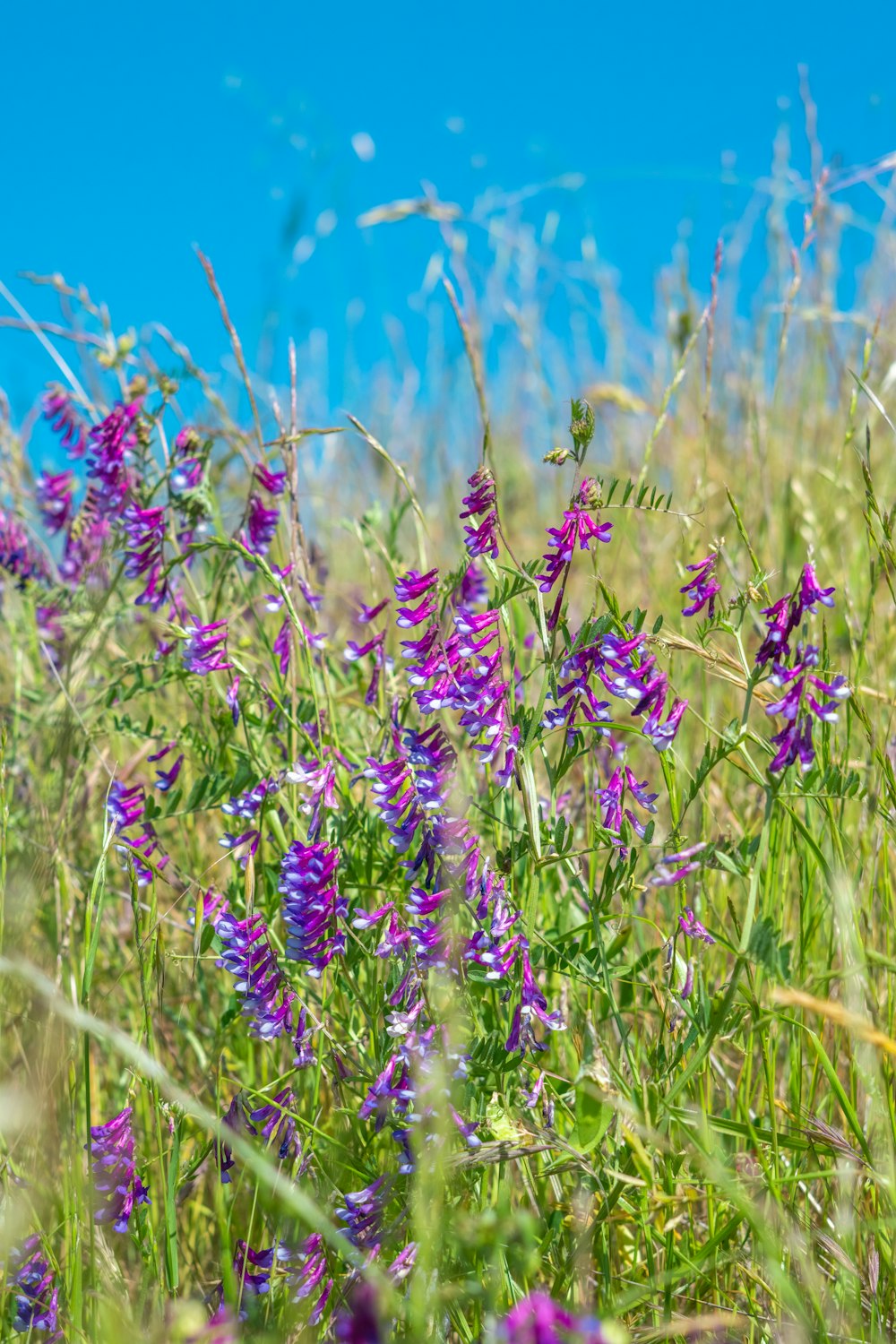 a field of purple flowers with a blue sky in the background