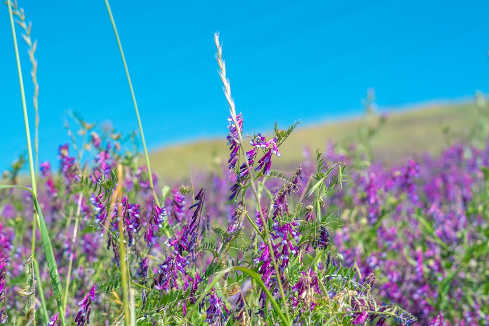 a field full of purple flowers on a sunny day