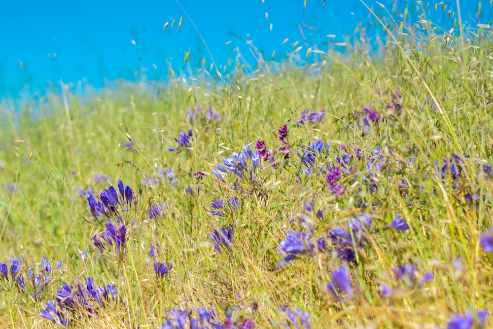 晴れた日の紫色の花でいっぱいの野原