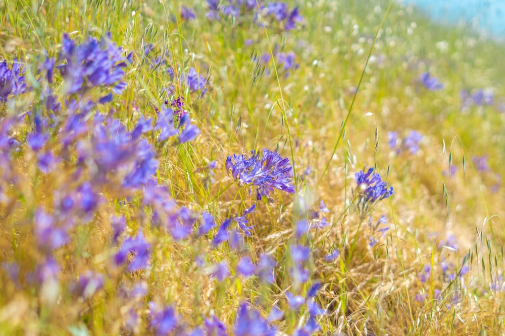 a field full of blue flowers on a sunny day