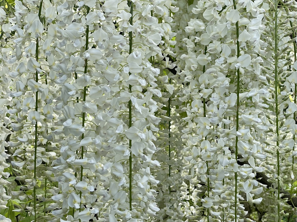 a bunch of white flowers in a field