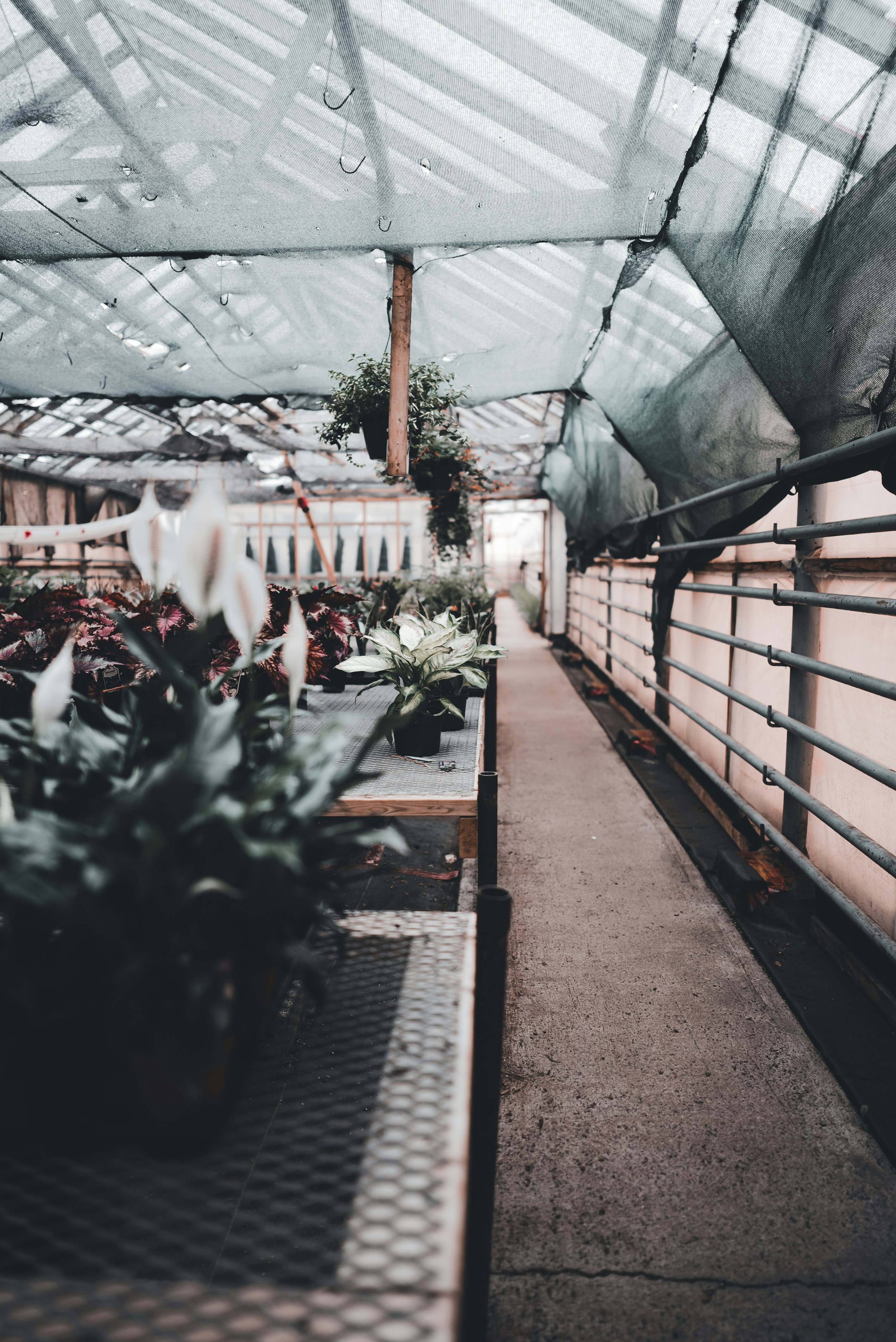 Organic Garden Seedlings for Sale