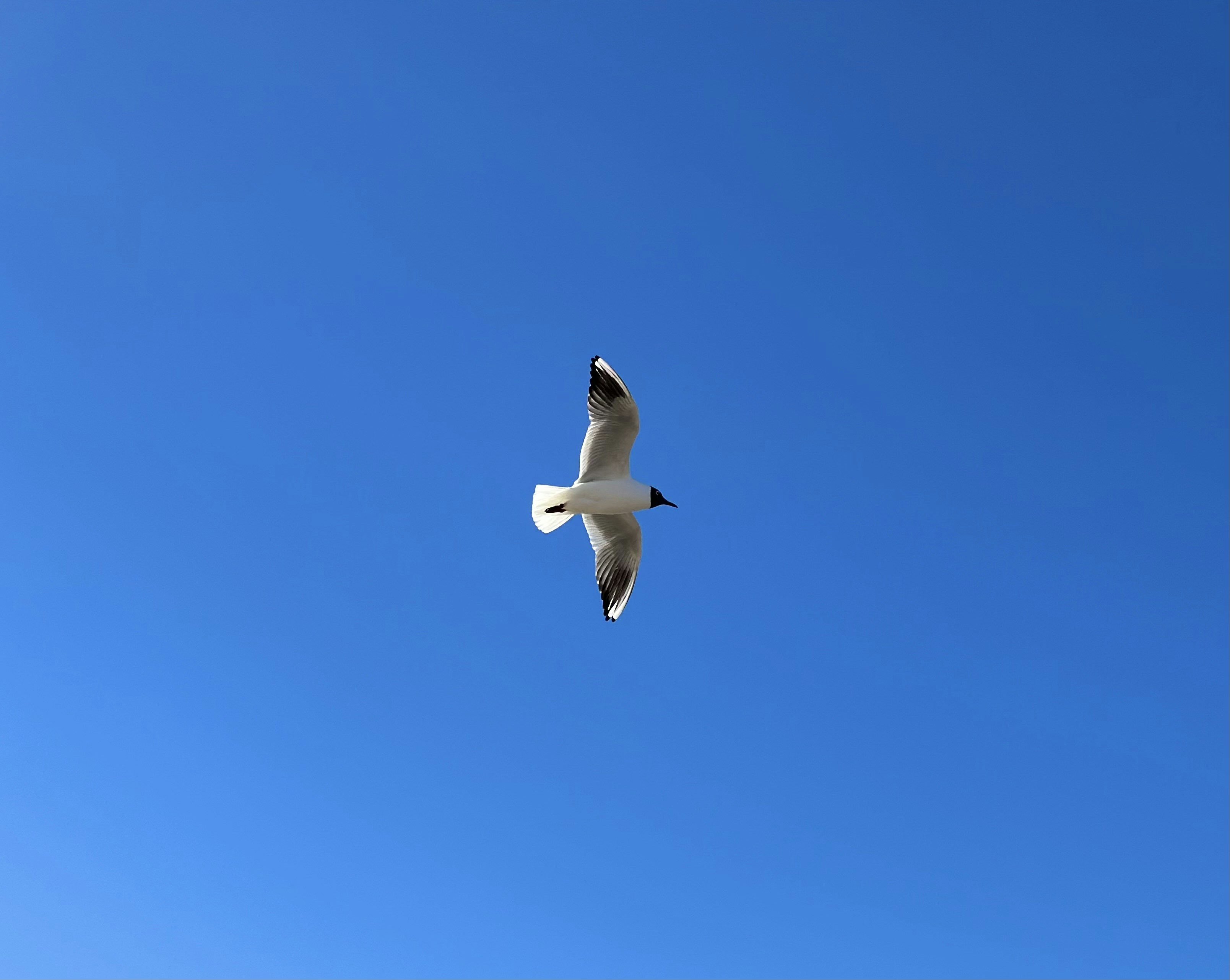 Photo by martin_numan