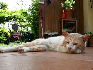 A happy cat enjoying a secure outdoor catio space